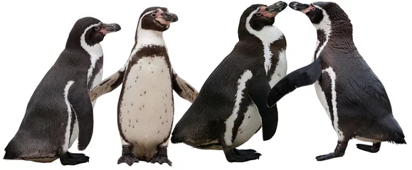 Crédence de cuisine en verre imprimé Pingouin Pingouins (pingouins de Humboldt)