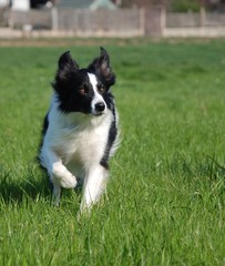 Border Collie