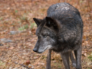 Fototapeta premium Wolves