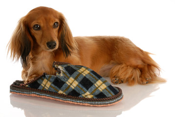 long haired dachshund laying down beside chewed slipper
