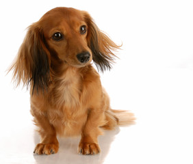 miniature long haired dachshund sitting on white background