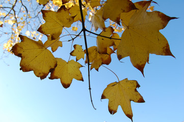Autumn leaves
