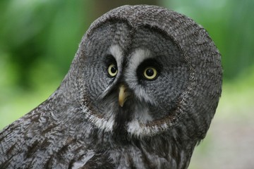 Great Grey Owl
