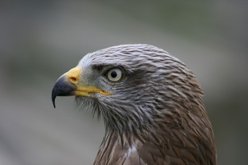 Black Kite close-up of head