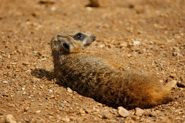 Meerkat laying dowm