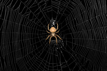 Spider and Web