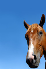 Fototapeta premium Animal Close up