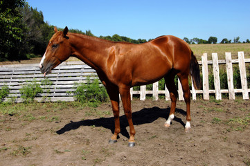 Obraz premium Animal Attitudes