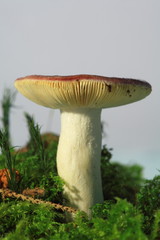 Russula