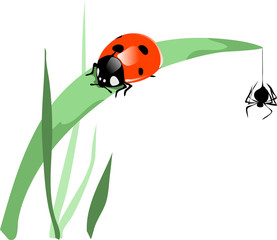 ladybird