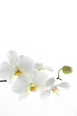 Naklejka na ściany i meble Makro z białego Orchidea