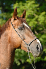 Portrait of a beautiful proud red hack-horse of Vladivostok'