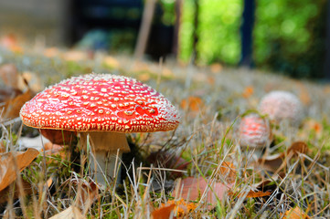 red mushroom in autumn forest