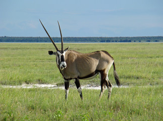 Oryxantilope