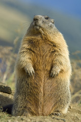 Alpenmurmeltier