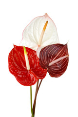 Anthurium 4
