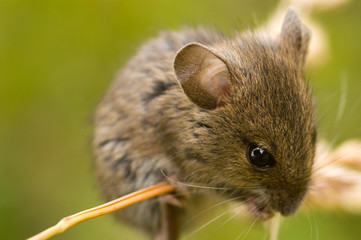 Field mouse