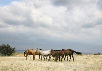 Obraz na płótnie Canvas Herd of horses