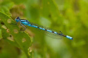 Blue damselfly