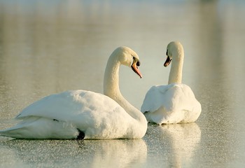 Fototapeta premium Couple of swans rested on the frozen lake at sunset