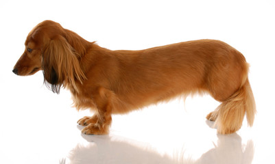 long haired dachshund standing from the side view