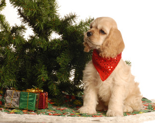 american cocker spaniel puppy sitting beside christmas tree