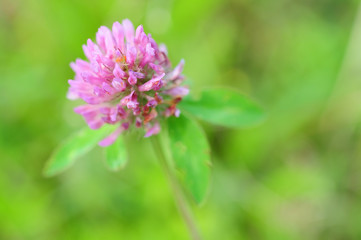 Fototapeta premium purple clover flower landscape