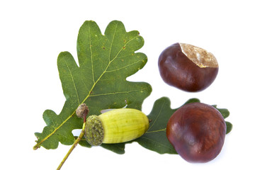 Eichel und Kastanien
