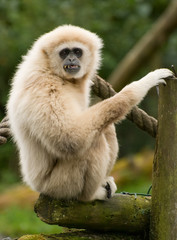 Lar Gibbon, monkey