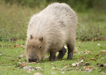Capybara - obrazy, fototapety, plakaty