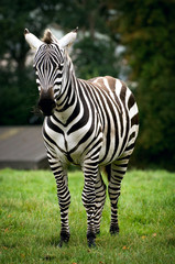 Fototapeta na wymiar Grant’s Zebra