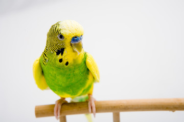 Fototapeta premium colorful parrot sitting at the branch