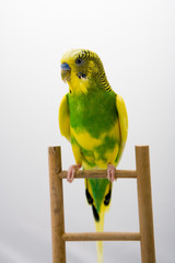 Naklejka premium colored parrot sitting at the branch