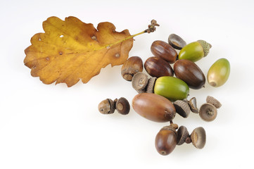 Eicheln Herbst Herbstlaub Eiche Eichel deko