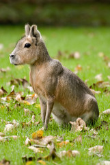 Mara, kangur