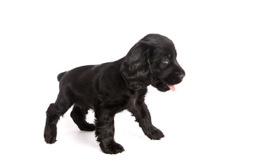 cute standing cocker spaniel puppy