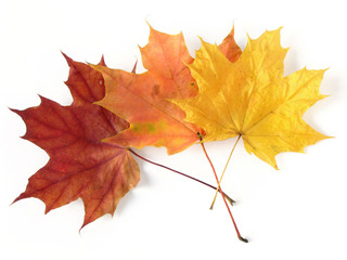 three maple leaves