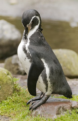 Humboldt Penguin,pingwin - obrazy, fototapety, plakaty