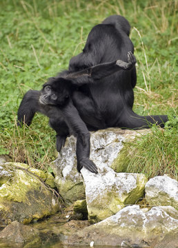 Agile Gibbon, malpa