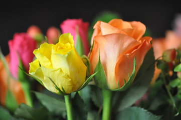 Pair of roses in a bouquet