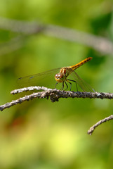 dragonfly macro shot in summer time