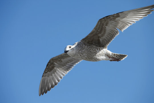 Spannweite einer Seemöwe - Wing span of a seagull