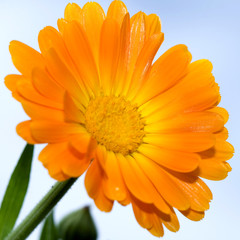Closeup photo of yellow daisy-gerbera