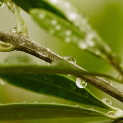 olivenzweig mit wassertropfen