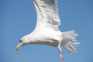Möwe im Flug - Flying gull