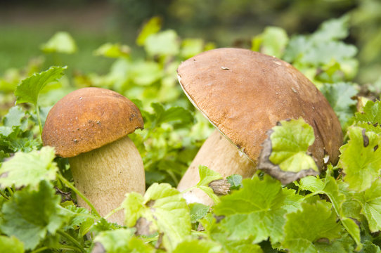 Funghi porcini 4