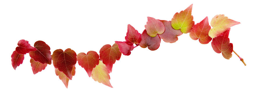 Herbstblaub