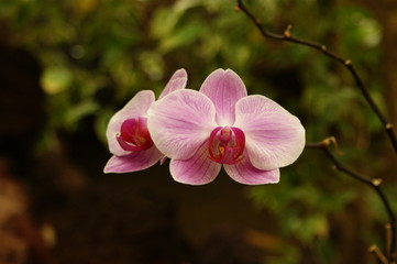 Orchideen Bl&uuml;te