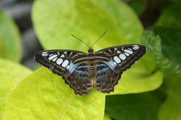 Schmetterling