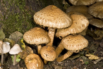 champignons